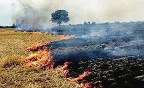 Supreme Court Issues Stern Warning to States: "Stop Stubble Burning Forthwith"- 2023 2 stubble burning